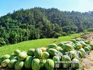 十堰西瓜种植基地(武当山寨沟村：特色产业助力乡村振兴)