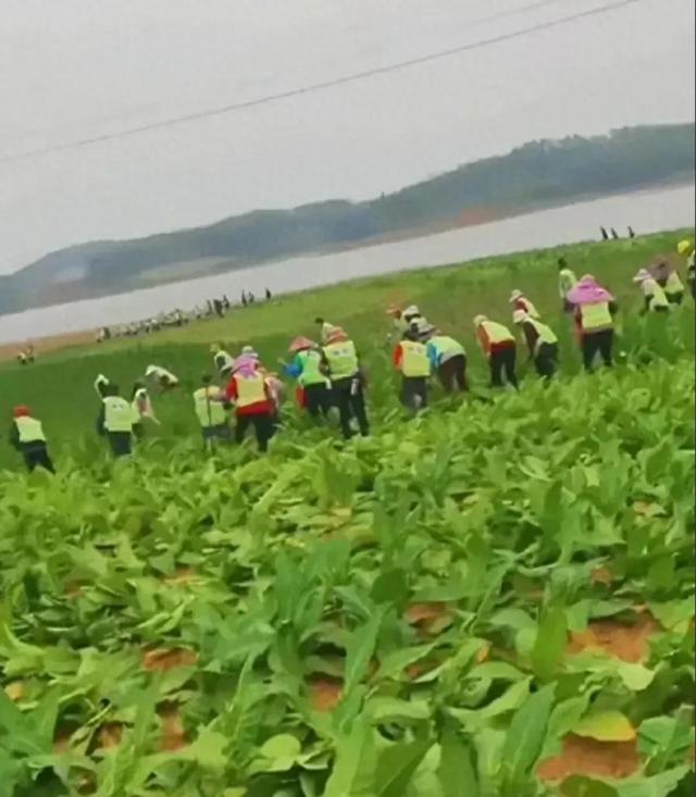 为了守住耕地红线，强铲3000多亩烟叶？网友烟叶是非法种植的