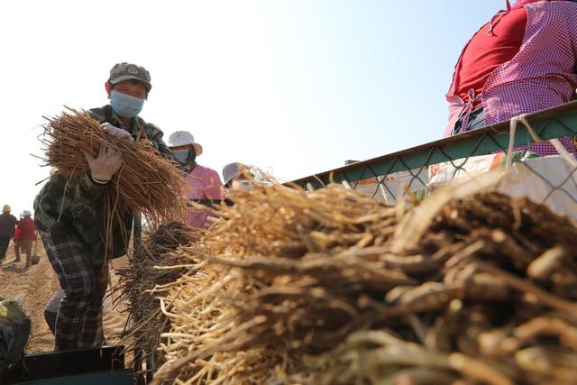 黄芪高产种植技术，从育苗到收获，很全面，建议收藏