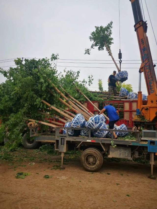 金叶复叶槭种植基地