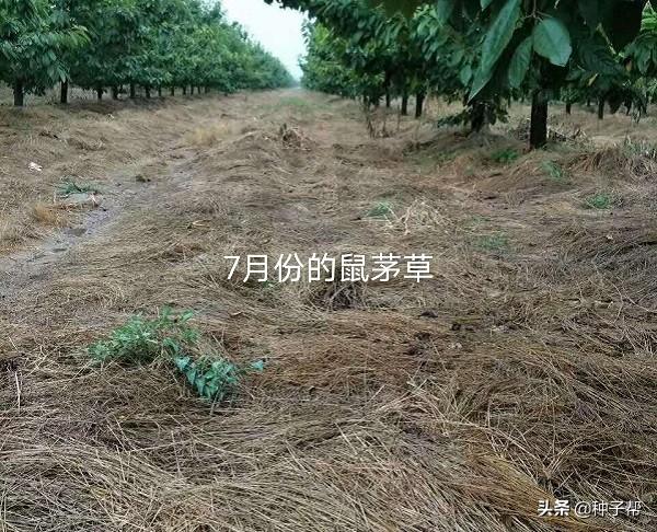 果园披上“绿色地毯”，果园种植鼠茅草后，5年不需要除草