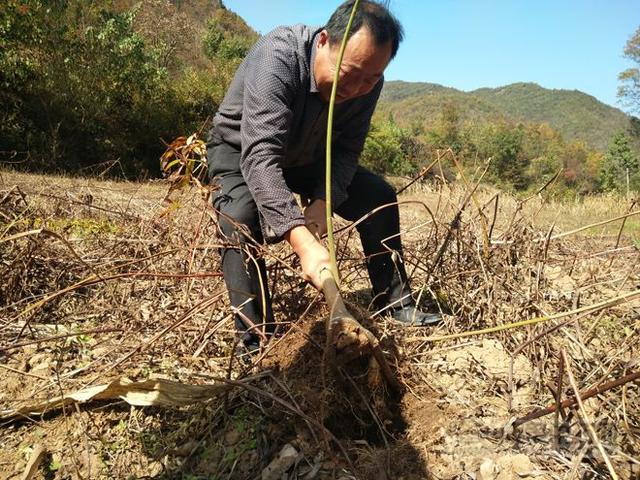 产地探访：湖北郧西黄精生长良好！