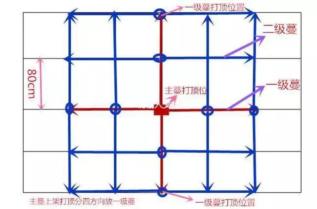 【便民】百香果种植技术