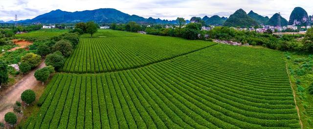 茶叶种植，好好的茶树，茶农们为什么挖了种，种了又挖？