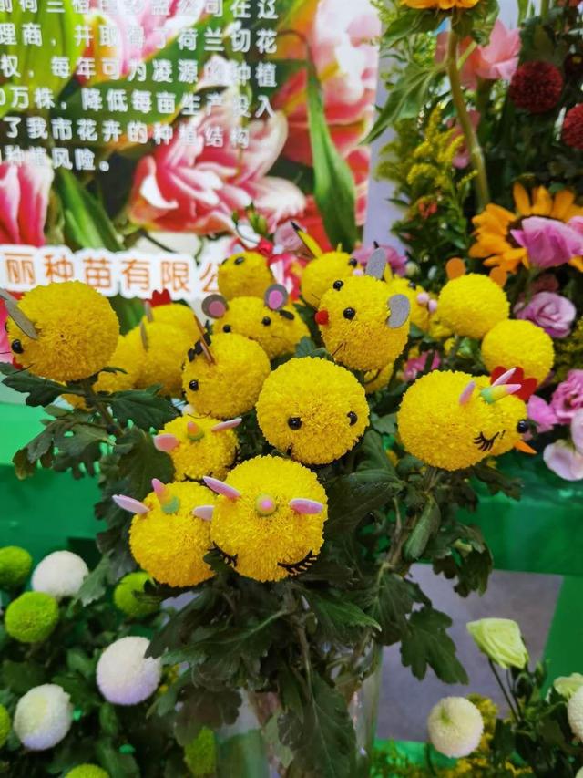 辽宁花卉，合肥斗艳