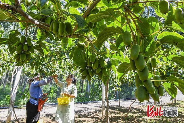 河北迁西：发展软枣猕猴桃种植助农增收