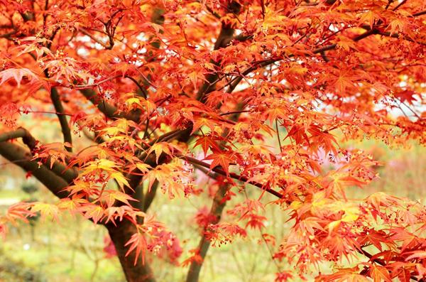 红枫什么时候种植最好？美国红枫栽培技术