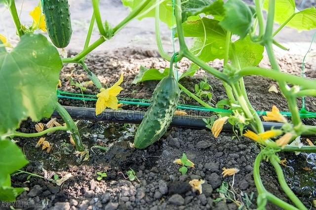 夏黄瓜想种得好，怎样种植才可以达到丰收高产，需要哪些种植技巧