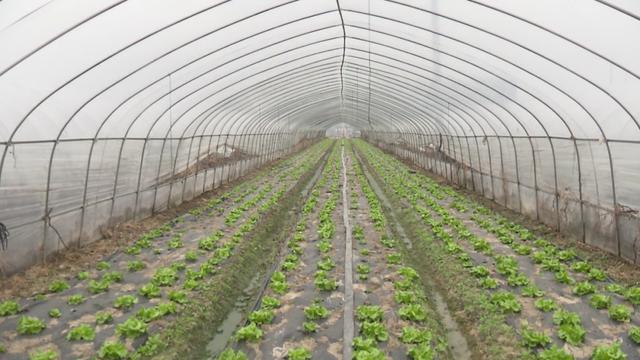 寒潮来袭，金山各种植合作社做好果蔬御寒保供