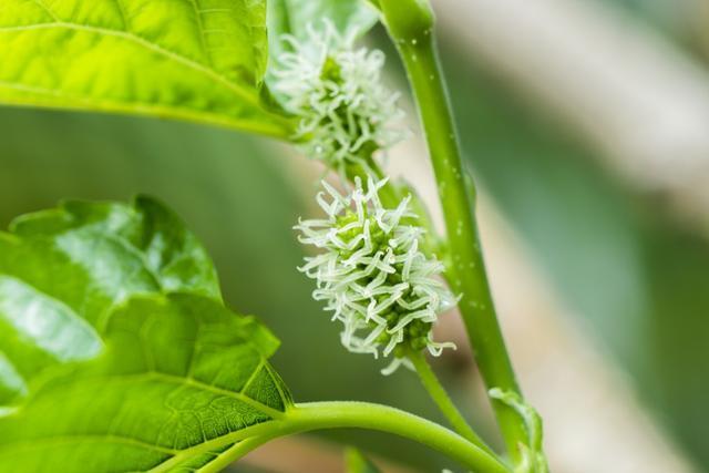 种植桑树，夏季管理很重要，掌握6点关键技术，助桑农增产又增收