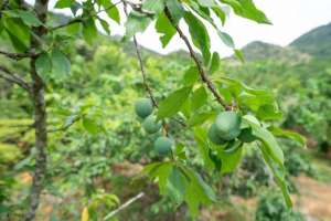 开心果树种植条件(奈李早果栽培技术要点，果农学起来)