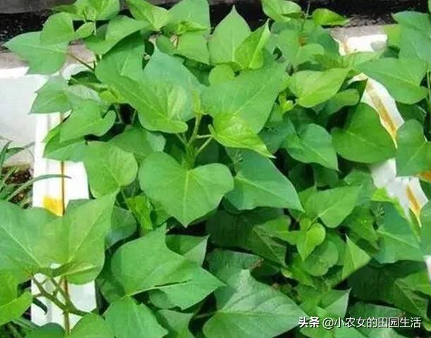 叶用甘薯被称为“抗癌蔬菜”，如何高产栽培？3分钟学会