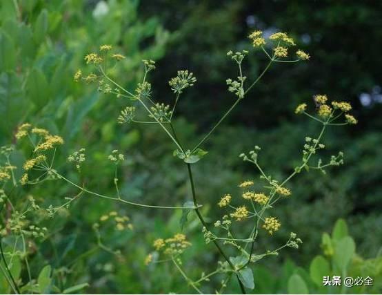 中草药植物种植前景好，你可知道这些中药材种植效益这么高？