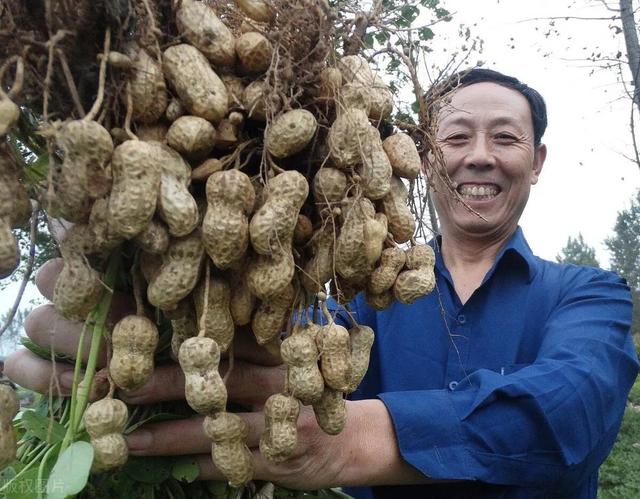 花生地下虫严重，教你花几块钱自配拌种剂拌种，后期不烂果结果多