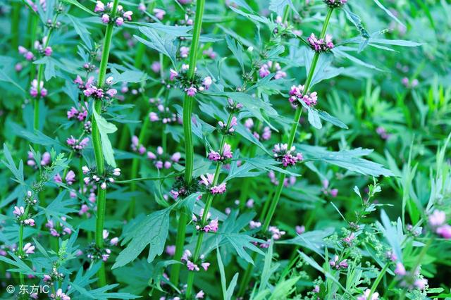 从古至今女人都爱这种草，好种植，易管理，经济效益高！