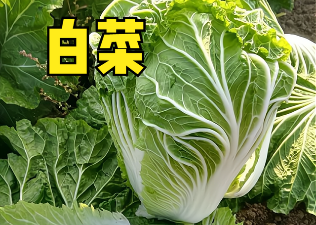 3月份，这10种蔬菜可以种植，易存活，5-6月收获，菜农们别错过