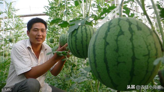 无籽水果真是转基因或抹避孕药种出来的吗？看完这篇文章全明白！