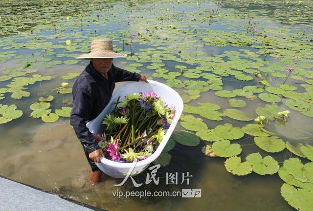 浙江宁波：百亩香水莲 “六产”试验田