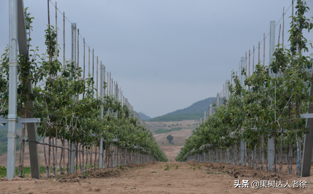 苹果高纺锤形栽培整形成败，关键是如何培养强健中心干