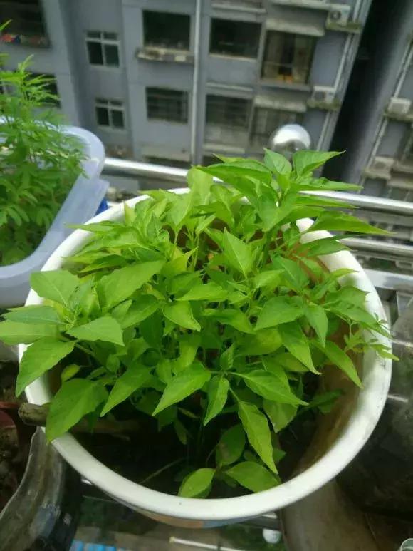 用“泡沫箱”来种辣椒，1棵能结5斤多，摘完一茬又一茬！