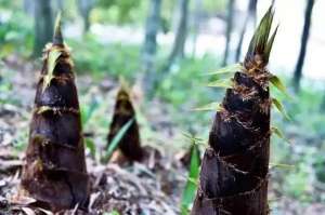 楼顶杨梅树的种植技术(山居笔记（九）山珍)