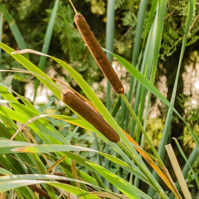 夏日炎炎蚊子超多，养那些植物可以驱虫，不怕蚊子叮咬！