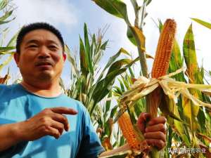 承包农村土地搞种植(农民辞工作承包500亩土地，全职种植小麦和玉米，能稳赚不赔吗？)