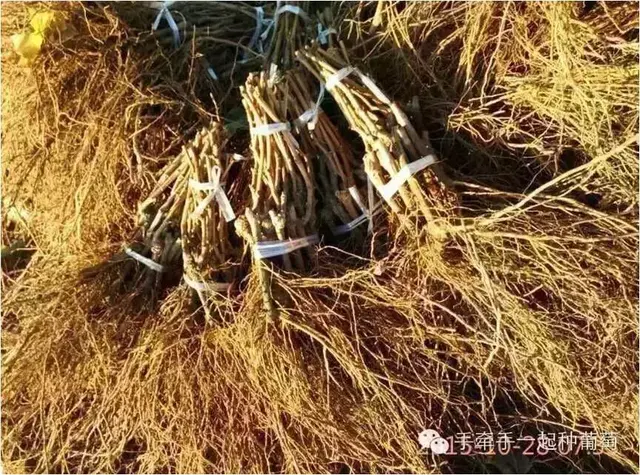 一起来学习葡萄苗木的选择标准与栽植注意事项