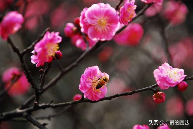 养好梅花必知的几个小技巧，学会了的，养殖梅花就太简单了