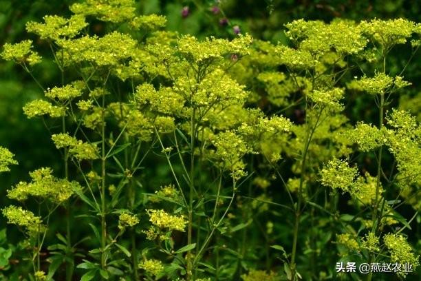 中药材柴胡出苗难，把握3关键，注意4细节，雨季套作轻松能高产