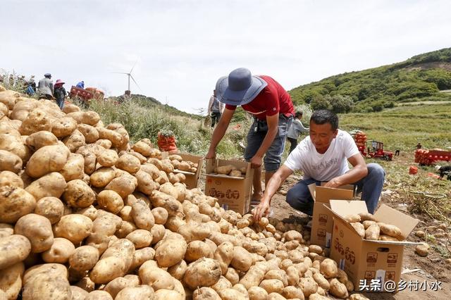 种植马铃薯和红薯，严格做好“3点”，薯块个大、产量高