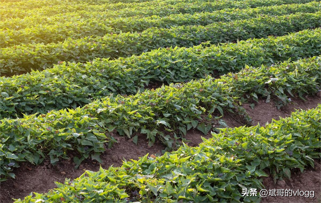 探秘红薯种植技巧：一位农民的经验值得学习！