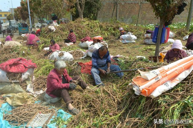 油用牡丹浑身是宝，曾被炒得火热，如今种植户无奈贱卖为哪般？