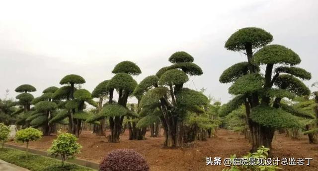 庭院常用高档植物—对节白蜡