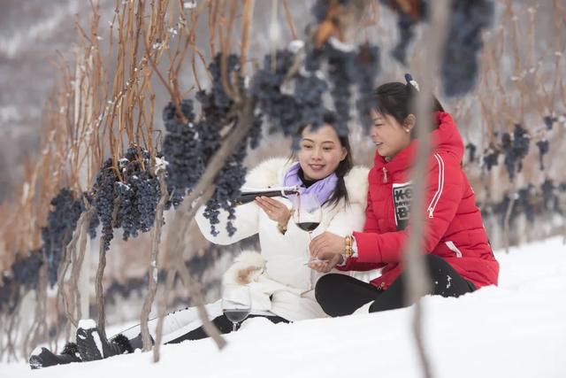 全国推广⑨：踏雪寻梅—山葡萄采酿之旅