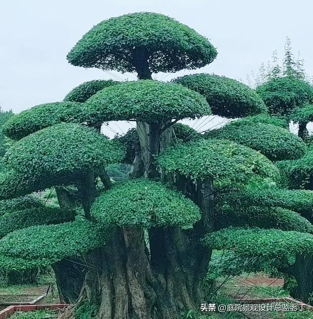 庭院常用高档植物—对节白蜡