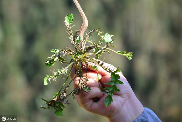 农村最常见的野菜，按照这6个要点种植，每亩地收入5000元