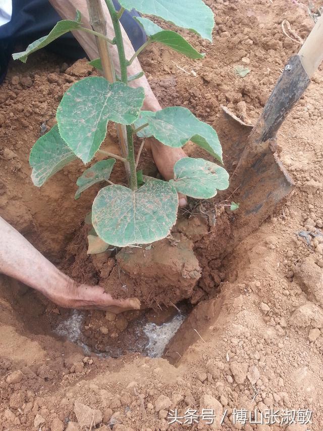 在山东，种植猕猴桃利润到底能有多少，投资回报率又是多少