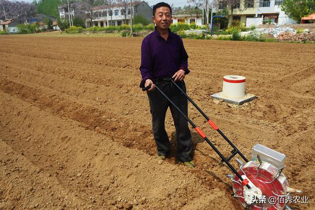 春季也能种植大豆？不成熟即可收获，是夏日餐桌上的美味