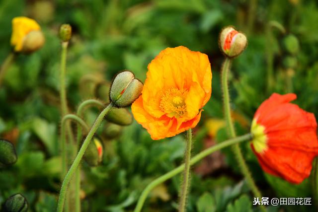 虞美人，总是容易死株？养护知识掌握好，植株健壮，花量繁多