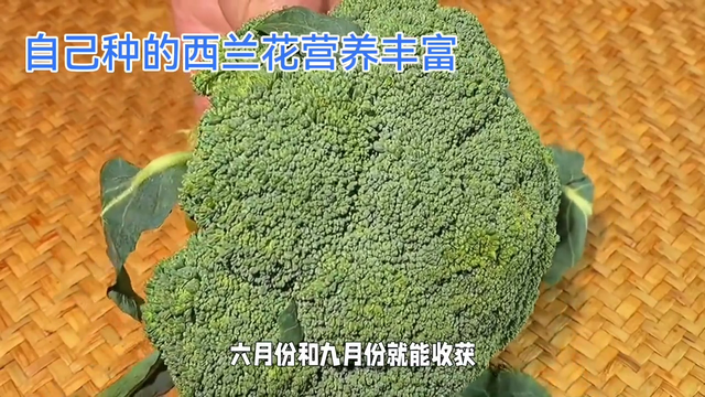 自己种的西兰花，营养丰富，健康无添加，掌握好种植时间和方法