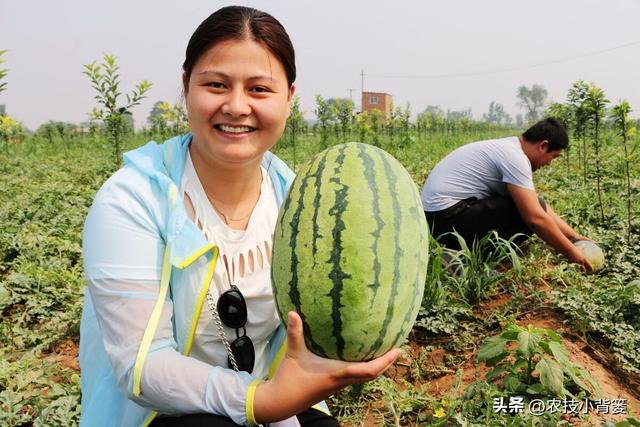 西瓜有哪些种植管理技巧？怎样才能种出高产优质的好西瓜？