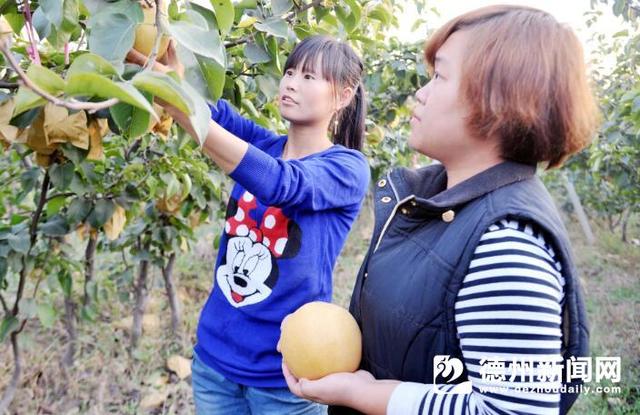 夏津东滕村建起了特色农业种植基地