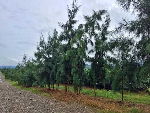 走进广西沃柑种植最土豪、最标准的基地！（BAA调研系列九）