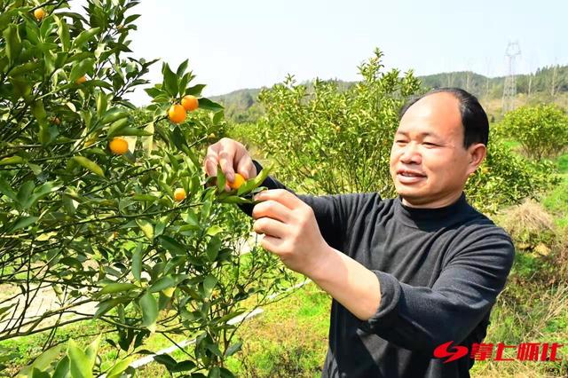 会同县大坪村：金钱橘迎来大丰收