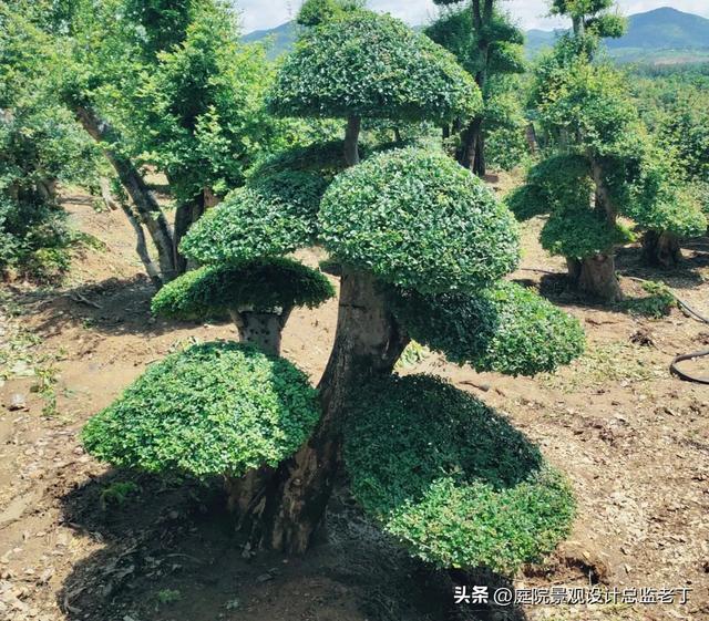 庭院常用高档植物—对节白蜡