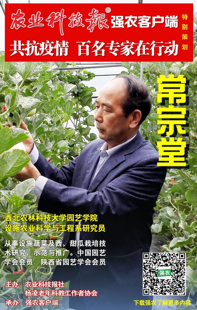 大棚早春西瓜：做好定植前准备工作迫在眉睫