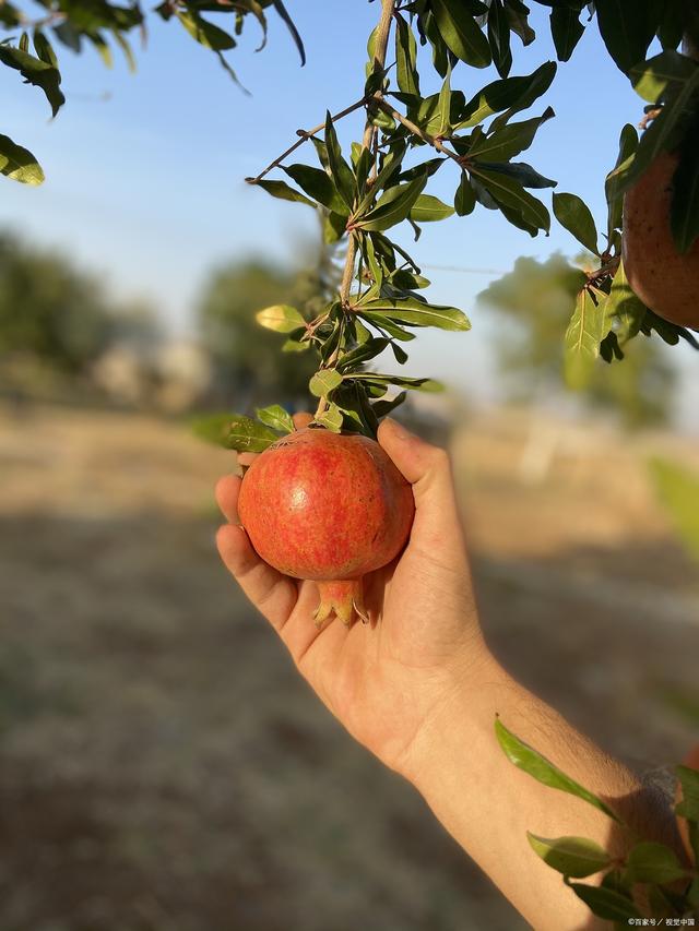 石榴的种植方法和技术