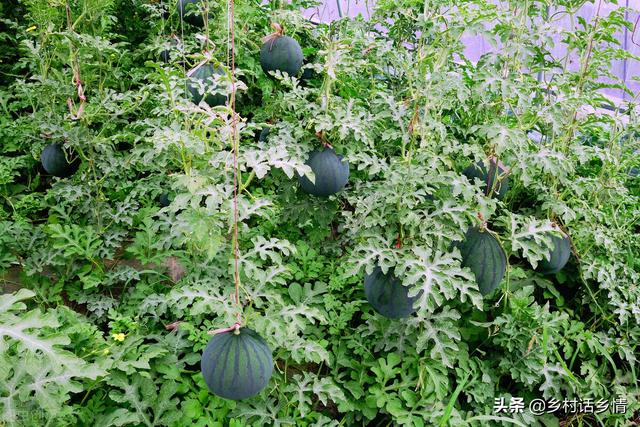 种植西瓜、甜瓜、南瓜让其甜如蜜？试试四个土方法，增甜又增产