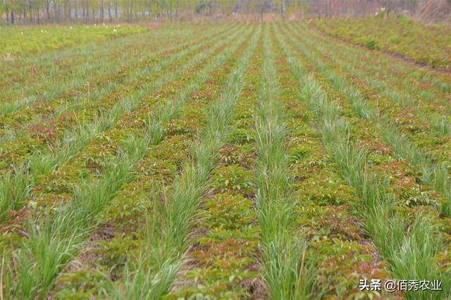 芍药田套种知母，农村人掌握这个技术，种植效益翻一倍